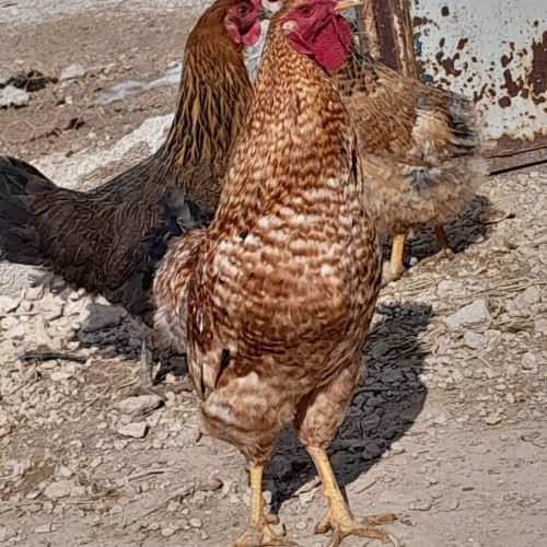 خروس محلی بچه