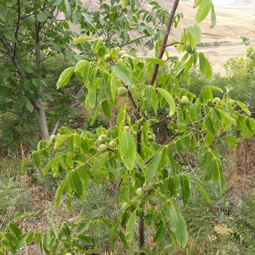 انواع میوه بارقم وصنوبر گل گیاه زینتی واپارتمانی