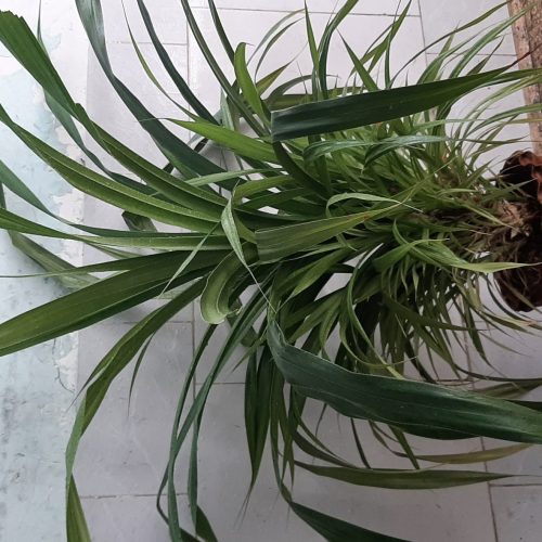 گل پاندانوس شاداب