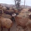30راس میش وبره