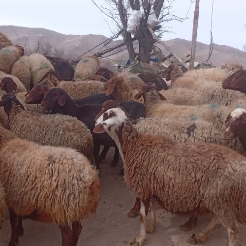 30راس میش وبره
