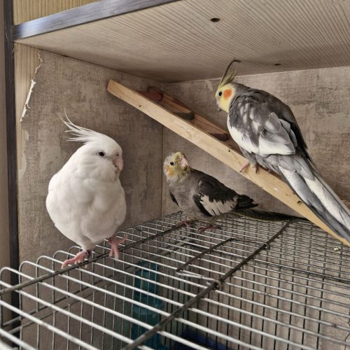 یک جفت عروس هلندی با جوجه