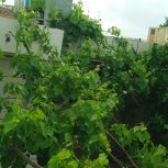 خانه ویلایی در روستای بیار