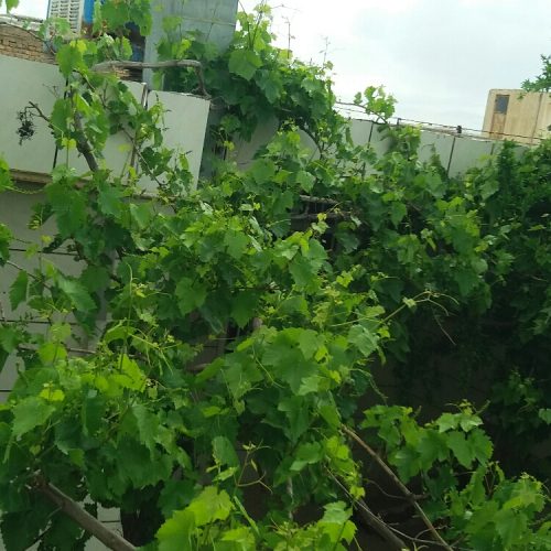 خانه ویلایی در روستای بیار