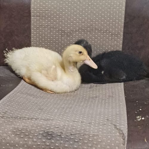 یک جفت اردک نر و ماده