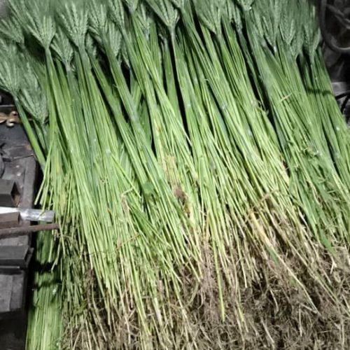 گندم بسته ده تومن