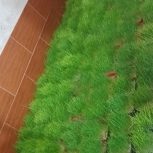 حراج عمده سبزه گندم