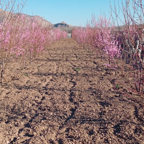 فروش باغ 4 ساله. ثمری .فاروق