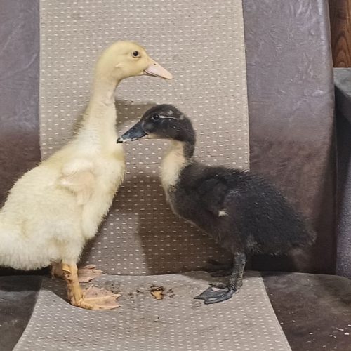 یک جفت اردک نر و ماده