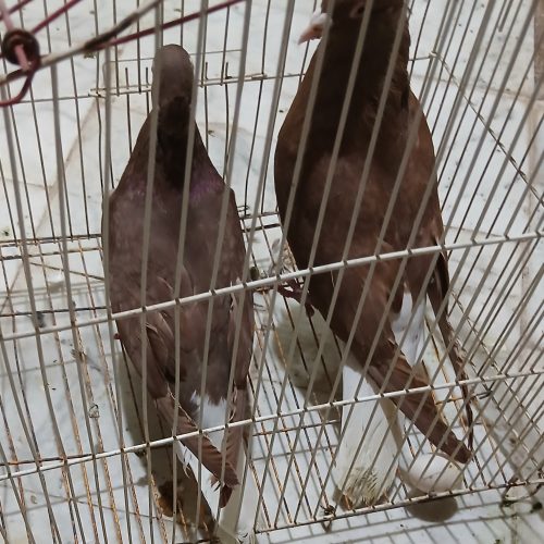 تعدادی کبوتر خوشکل جفتی و نر