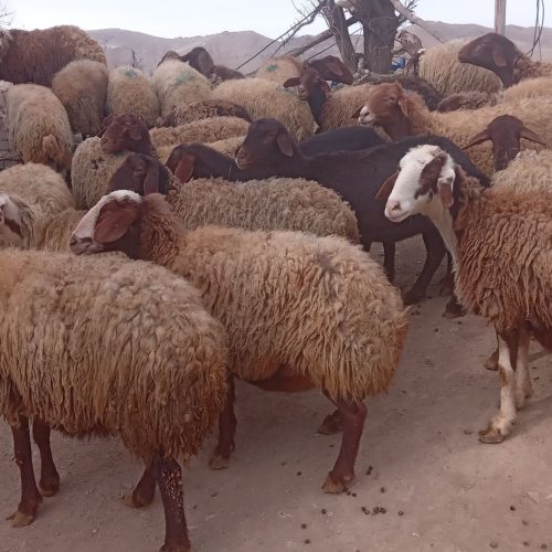 30راس میش وبره