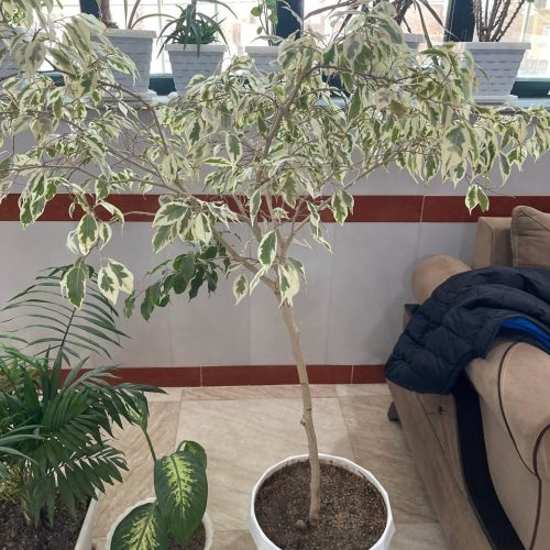 تعدادی گل زیبا و خوش قیمت