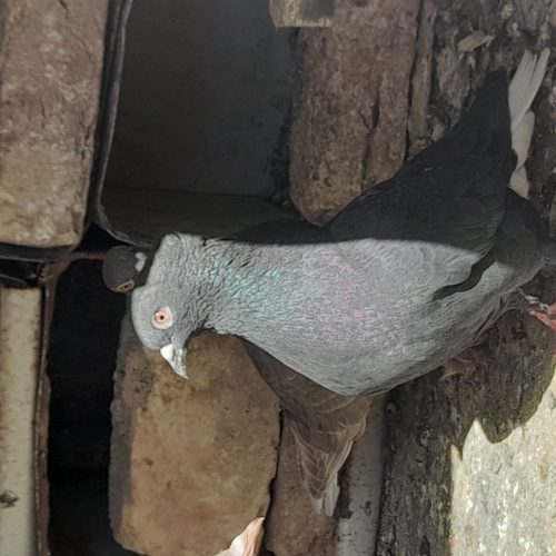 کبوترفروشی