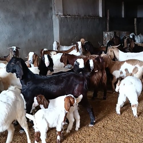 فروش بز گوش دراز بز و بزغاله ونربز