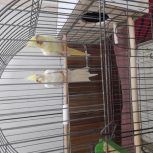 عروس هلندی مولد