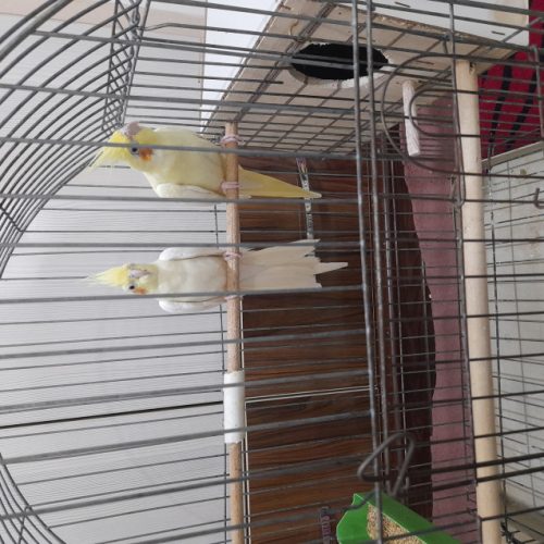 عروس هلندی مولد