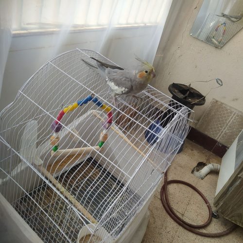 سلام یک دونه عروس هلندی نر