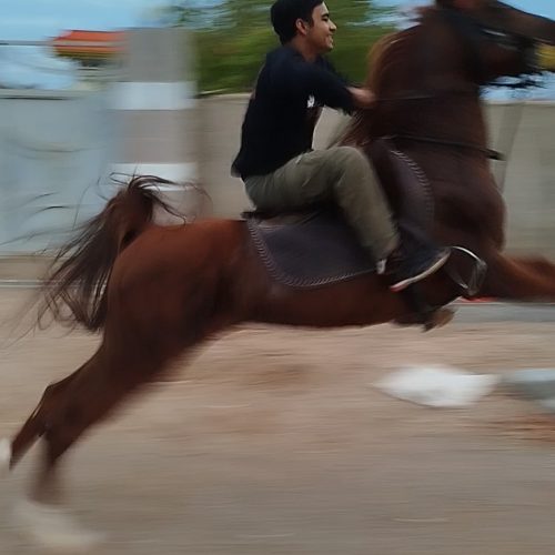 اسب نریان کرد