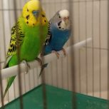 مرغ عشق جفت