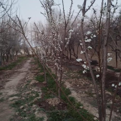 نهال و گل