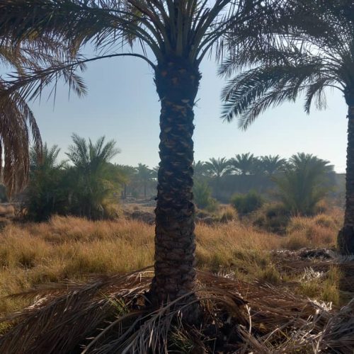 نظافت نخلها هر جای اهواز