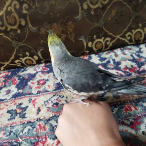 عروس هلندی سخنگو