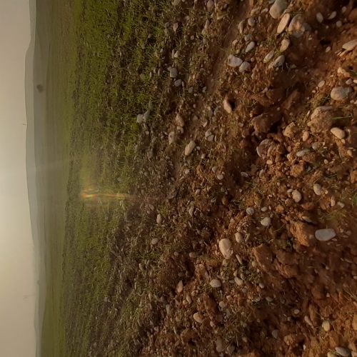 فروش 5هکتار دیم