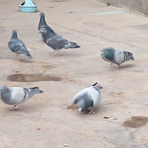 کبوتر مسافتی