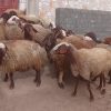 30راس میش وبره