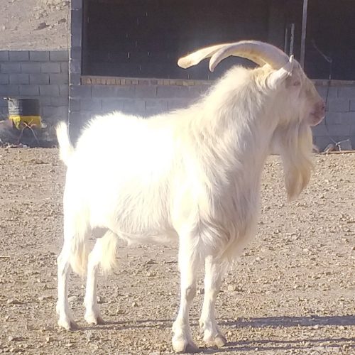 فروش نر بز سانن سه ساله