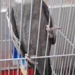 فروش عروس هلندی نر نژاد ایزایل