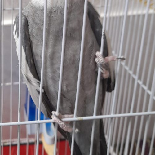 فروش عروس هلندی نر نژاد ایزایل