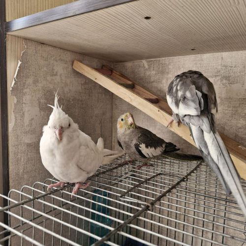 یک جفت عروس هلندی با جوجه