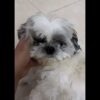 مژدگانی ۵ ملیونی سگ گمشده با ناراحتی قلبی اگر داروهاشو نخوره میمیره