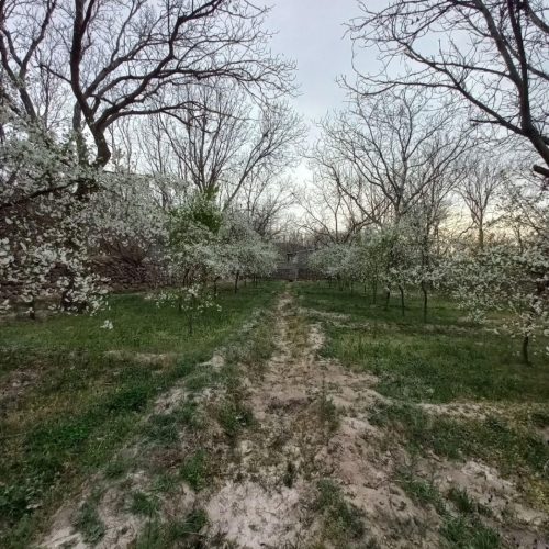 باغ 2500متری در اسفهلان