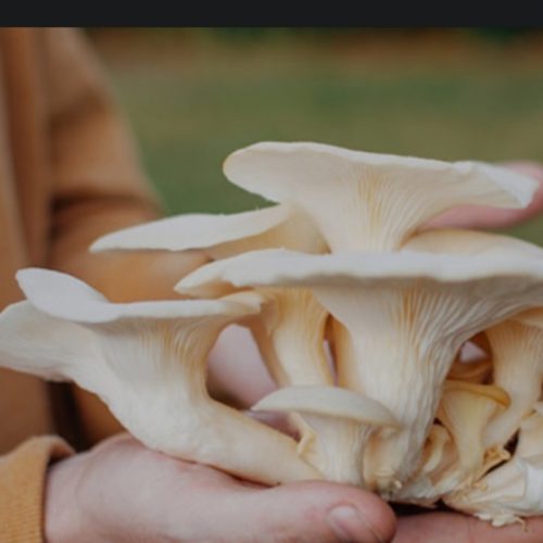 اموزش پرورش قارچ دکمه ای و صدفی