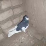 کفتر یا کبوتر