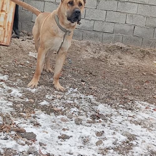 واگذاری نگهبان