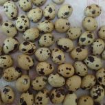 تخم بلدرچین تازه