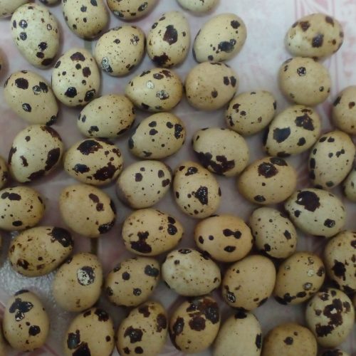 تخم بلدرچین تازه