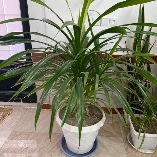 تعدادی گل زیبا و خوش قیمت