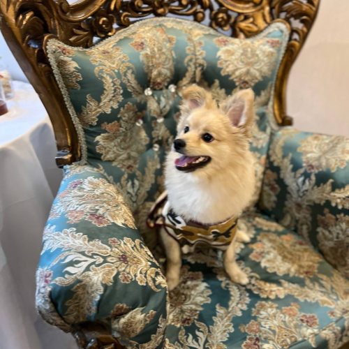 سگ پامرانین