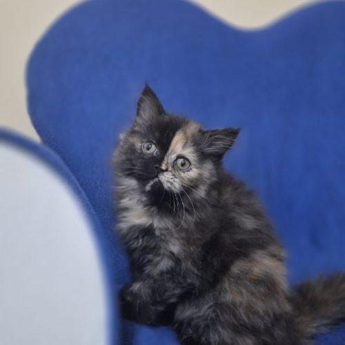 گربه 3ماهه بریتیش