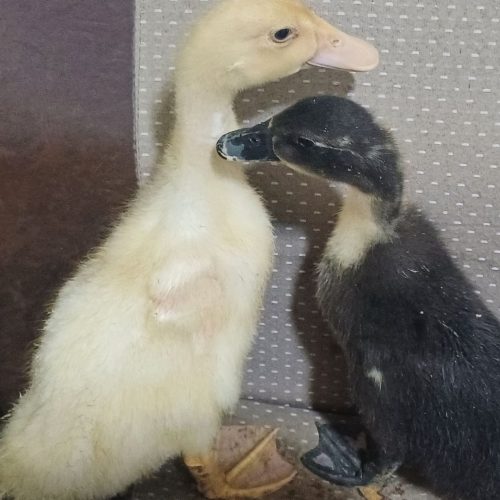 یک جفت اردک نر و ماده