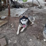سگ هاسکی مالاموت اصیل