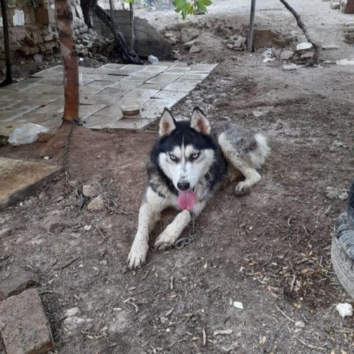 سگ هاسکی مالاموت اصیل