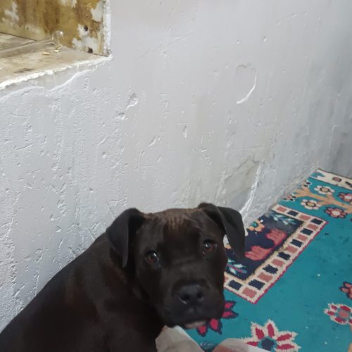 امریکن بولی ماده اصل صددرصدخالص