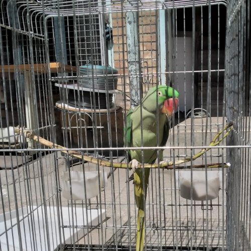 شاه طوطی نر