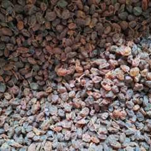 کشمش تاکستان