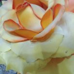 فروش زمین کشاورزی